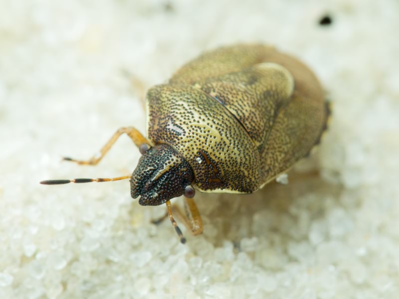 Rubiconia intermedia (Wolff, 1811)